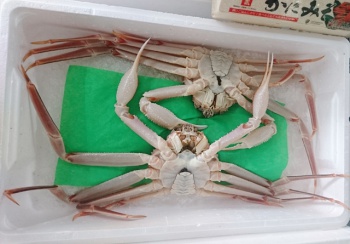 ☆本日の鮮魚コーナーおすすめのお魚！☆
・鳥取県産　ずわいがに（特大）　１尾　２９８０円+税